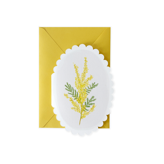 Mimose